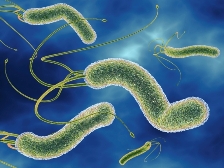 Helicobacter pylori