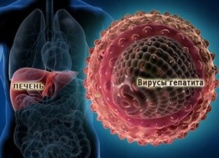 Вирусные гепатиты